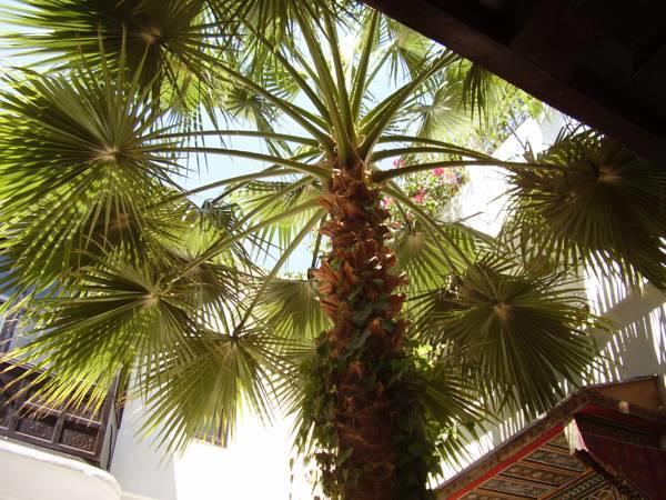 Riad Makila Marrakesh Exterior photo